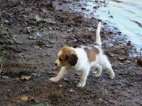 Timotei (Kirahvi) rannalla