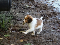 Timotei (Kirahvi) rannalla