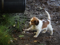 Timotei (Kirahvi) rannalla