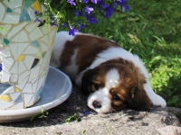 Picasson lempinukkumapaikka