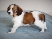 Picasso, Tarlatan Iris Sibirica