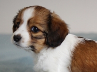 Picasso, Tarlatan Iris Sibirica