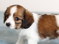 Picasso, Tarlatan Iris Sibirica