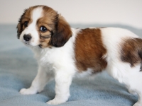 Picasso, Tarlatan Iris Sibirica