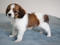 Picasso, Tarlatan Iris Sibirica