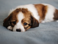 Picasso, Tarlatan Iris Sibirica