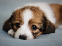 Picasso, Tarlatan Iris Sibirica