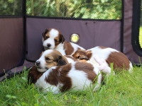 Pennut pihalla 5.8.15