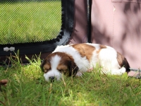 Pennut pihalla 5.8.15