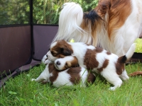 Pennut pihalla 5.8.15