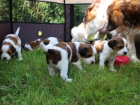 Pennut pihalla 5.8.15