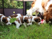 Pennut pihalla 5.8.15