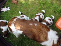 Pennut pihalla 5.8.15