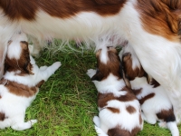 Pennut pihalla 5.8.15