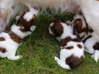 Pennut pihalla 5.8.15