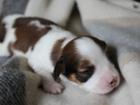 19-5-13-pikkutytto-2