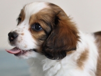 Tipla, Tarlatan Clematis Montana