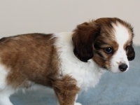 Tipla, Tarlatan Clematis Montana