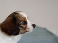 Tipla, Tarlatan Clematis Montana