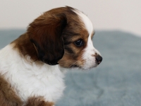 Tipla, Tarlatan Clematis Montana