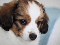 Tipla, Tarlatan Clematis Montana