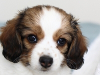 Tipla, Tarlatan Clematis Montana