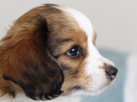 Tipla, Tarlatan Clematis Montana