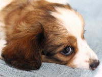 Tipla, Tarlatan Clematis Montana