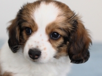 Tipla, Tarlatan Clematis Montana