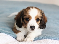 Tipla, Tarlatan Clematis Montana