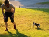 Suska, Viiru ja Tyty ilta-auringossa