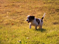 Suska, Viiru ja Tyty ilta-auringossa