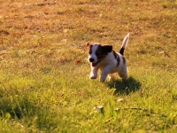 Suska, Viiru ja Tyty ilta-auringossa