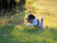 Suska, Viiru ja Tyty ilta-auringossa