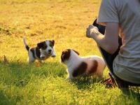 Suska, Viiru ja Tyty ilta-auringossa