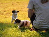 Suska, Viiru ja Tyty ilta-auringossa