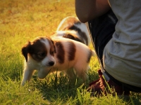 Suska, Viiru ja Tyty ilta-auringossa