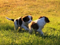 Suska, Viiru ja Tyty ilta-auringossa