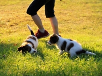 Suska, Viiru ja Tyty ilta-auringossa