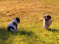 Suska, Viiru ja Tyty ilta-auringossa