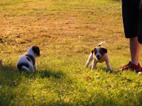 Suska, Viiru ja Tyty ilta-auringossa