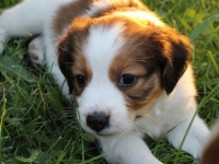 Suska, Viiru ja Tyty ilta-auringossa