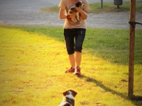 Suska, Viiru ja Tyty ilta-auringossa