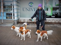 Anu dogsitteri