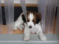 Vili ja uusi oviverho