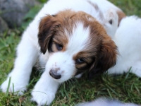 Viiru alias Vili, Parthenocissus eli villiviini