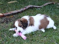 Viiru alias Vili, Parthenocissus eli villiviini