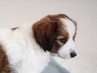 Vili, Tarlatan Parthenocissus