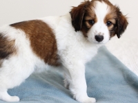 Vili, Tarlatan Parthenocissus