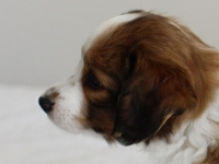 Vili, Tarlatan Parthenocissus